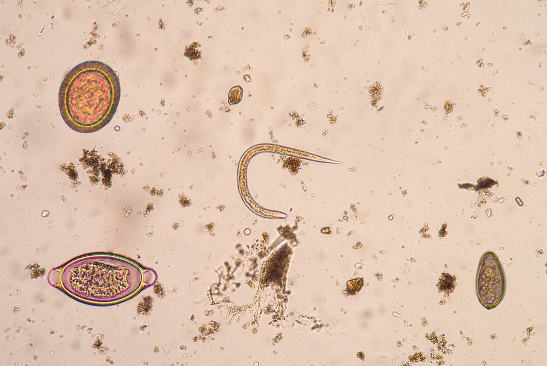 Estágio larval de parasitas subcutâneos