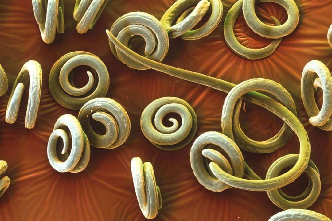 vermes parasitas do corpo humano