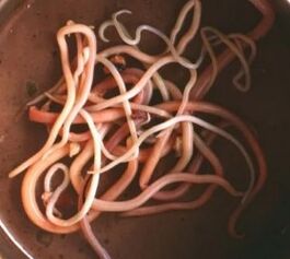 Parasitas intestinais