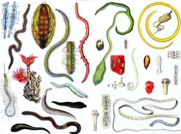 tipos de parasitas humanos