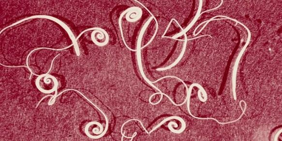 foto de parasitas humanos