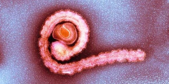 tênia anã no corpo humano